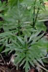 Rudbeckia laciniata L. var. bipinnata Perdue