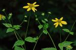 Rudbeckia laciniata L. var. digitata (Mill.) Fiori