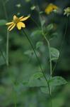Rudbeckia laciniata L. var. digitata (Mill.) Fiori
