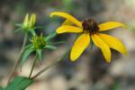 Rudbeckia triloba L. var. beadlei (Small) Fernald