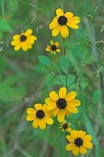 Rudbeckia triloba L. var. triloba