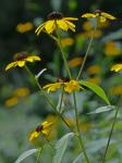 Rudbeckia triloba L. var. triloba