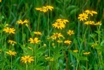 Rudbeckia triloba L. var. triloba