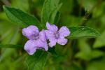 Ruellia caroliniensis (Gmelin) Steudel