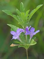 Ruellia caroliniensis (Gmelin) Steudel