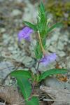 Ruellia humilis Nuttall