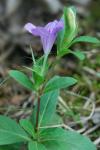 Ruellia humilis Nuttall