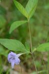 Ruellia purshiana Fernald