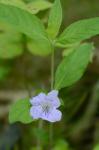 Ruellia purshiana Fernald