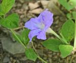 Ruellia purshiana Fernald