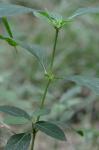 Ruellia strepens L.