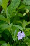 Ruellia strepens L.
