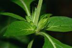 Ruellia strepens L.