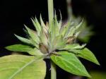 Ruellia strepens L.