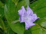 Ruellia strepens L.