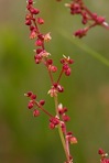 Acetosa acetosella (L.) P. Miller