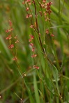 Acetosa acetosella (L.) P. Miller