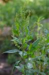Rumex altissimus Wood