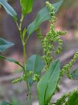 Rumex altissimus Wood