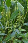 Rumex altissimus Wood