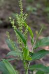 Rumex altissimus Wood
