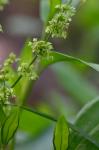 Rumex altissimus Wood