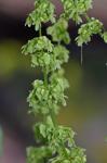 Rumex altissimus Wood
