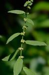 Rumex conglomeratus Murr.