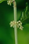 Rumex conglomeratus Murr.