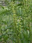 Rumex crispus L. ssp. crispus