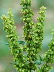 Rumex crispus L. ssp. crispus