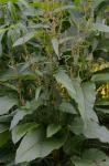 Rumex obtusifolius L.