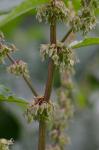 Rumex obtusifolius L.
