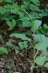 Rumex pulcher L.