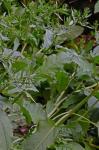 Rumex pulcher L.
