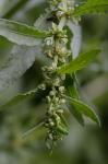 Rumex pulcher L.
