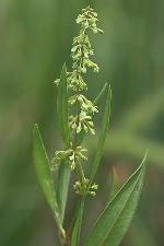 Rumex verticillatus L.