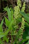Rumex verticillatus L.