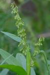 Rumex verticillatus L.
