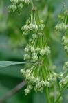 Rumex verticillatus L.