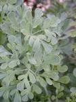 Ruta graveolens L.