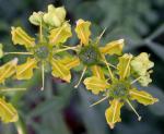 Ruta graveolens L.