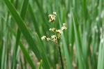 Schoenoplectus tabernaemontani (Gmelin) Palla