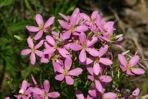 Sabatia angularis (L.) Pursh