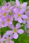 Sabatia angularis (L.) Pursh