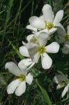 Sabatia angularis (L.) Pursh