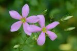 Sabatia angularis (L.) Pursh