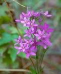 Sabatia angularis (L.) Pursh