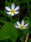 Sabatia calycina (Lam.) Heller