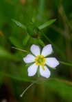 Sabatia calycina (Lam.) Heller